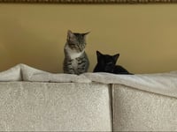 Puss n Boots - Photo 4