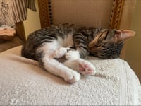 Puss n Boots - Photo 3