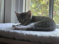 Puss n Boots - Photo 2