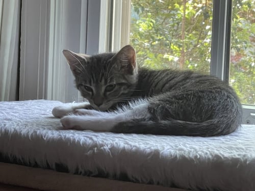 PUSS N BOOTS - Domestic Short Hair available for adoption