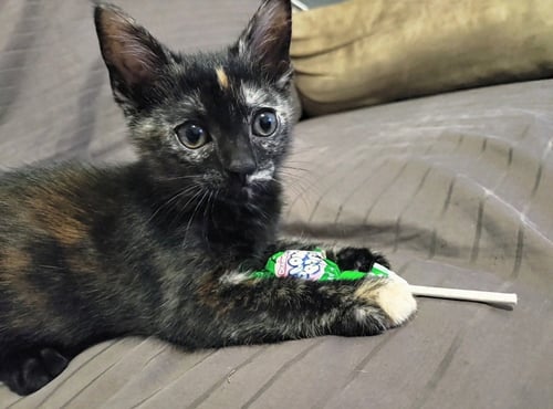 TWISTER - Domestic Short Hair available for adoption