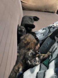 Twister - Photo 2