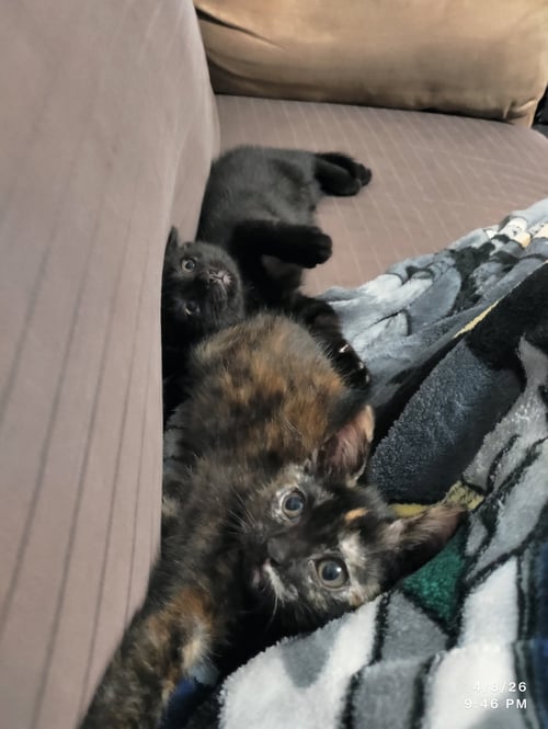 TWISTER - Domestic Short Hair available for adoption