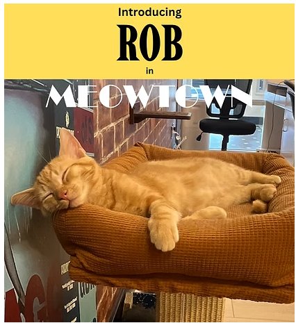 ROB - Domestic Short Hair available for adoption