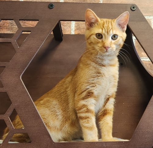 ROB - Domestic Short Hair available for adoption
