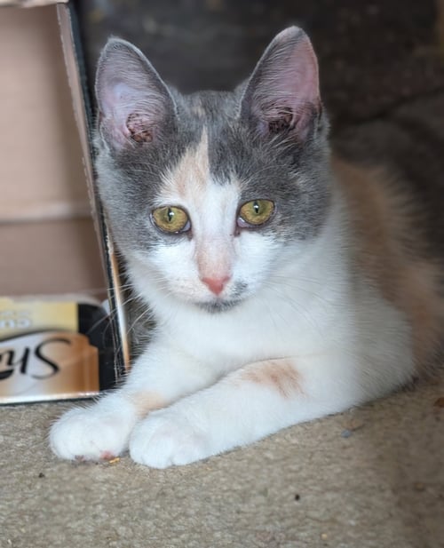 STRAWBERRY SHORTCAKE - Domestic Short Hair available for adoption