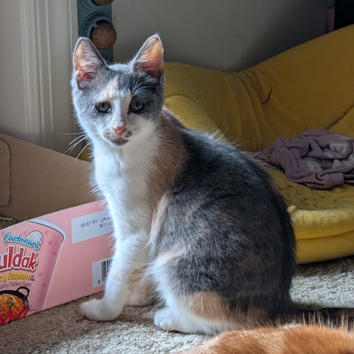 STRAWBERRY SHORTCAKE - Domestic Short Hair available for adoption