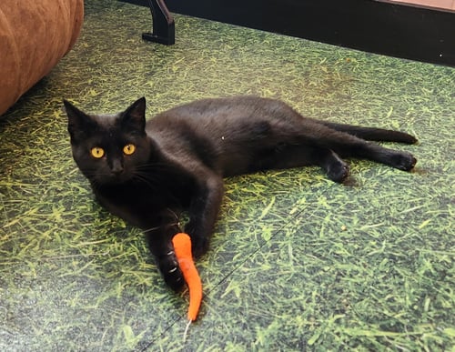 CINDERELLA - Domestic Short Hair available for adoption