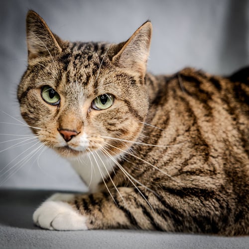 RUSSO - Domestic Short Hair available for adoption
