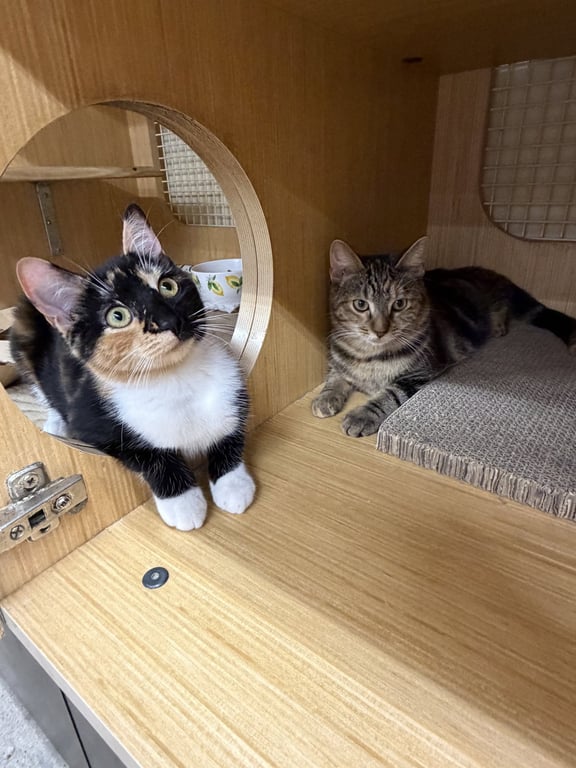 Amber & Beryl *BONDED* Image