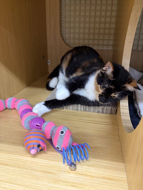 AMBER - Domestic Short Hair available for adoption