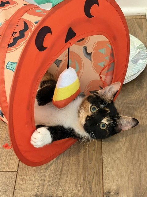 AMBER - Domestic Short Hair available for adoption