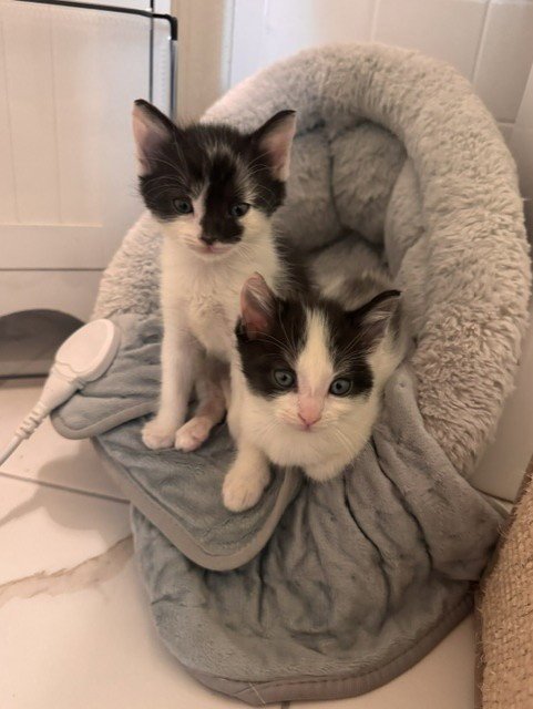 SALT AND PEPPER BONDED