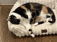 Hope (calico) - Photo 2