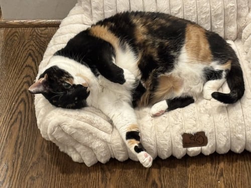 HOPE (CALICO) - Domestic Short Hair / Calico available for adoption