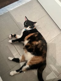Hope (calico) - Photo 4