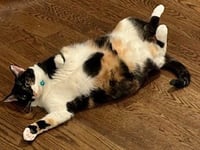 Hope (calico) - Photo 3