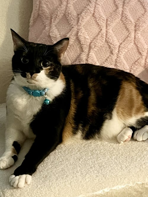 HOPE (CALICO) - Domestic Short Hair / Calico available for adoption
