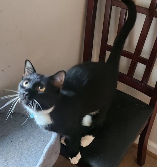 RAFIKI - Domestic Short Hair available for adoption