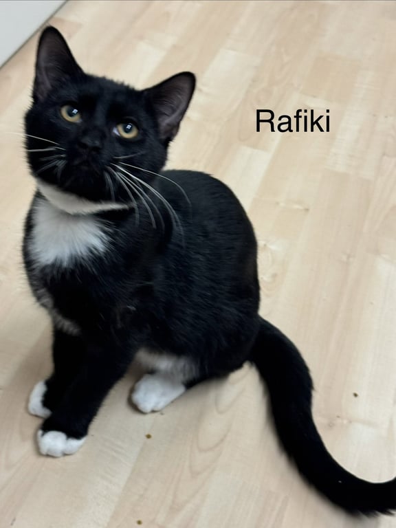 Rafiki Image