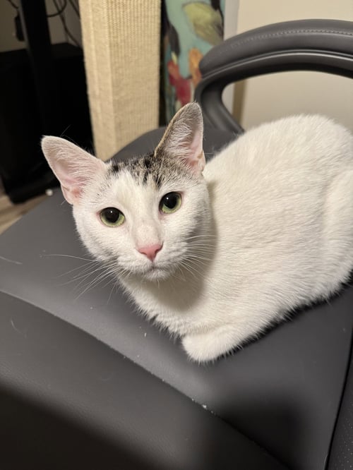 ZAZIE - Domestic Short Hair available for adoption