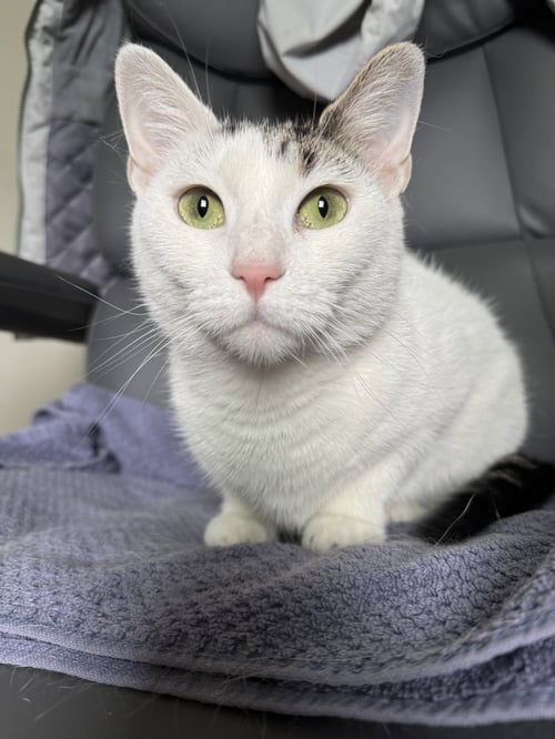 ZAZIE - Domestic Short Hair available for adoption