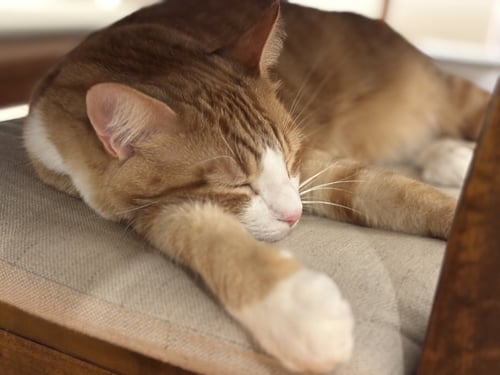NOLAN - Domestic Short Hair available for adoption