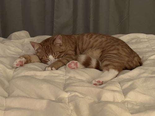 NOLAN - Domestic Short Hair available for adoption