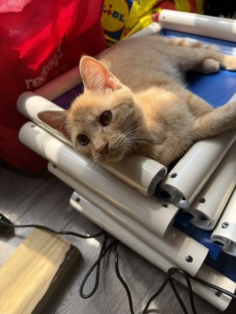 EDIE - Domestic Short Hair available for adoption