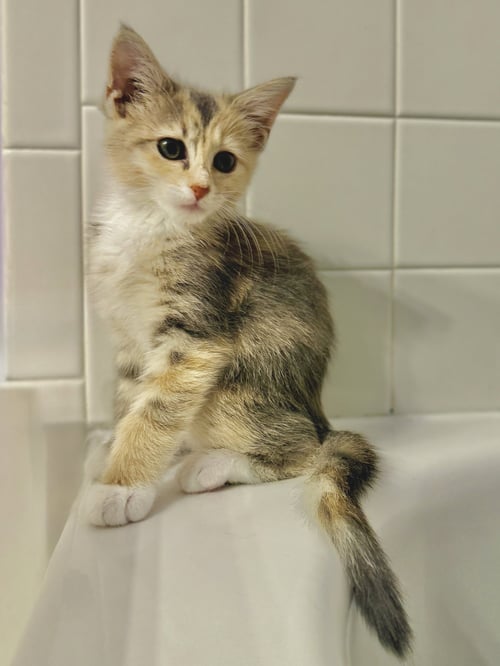MARIE - Domestic Short Hair available for adoption