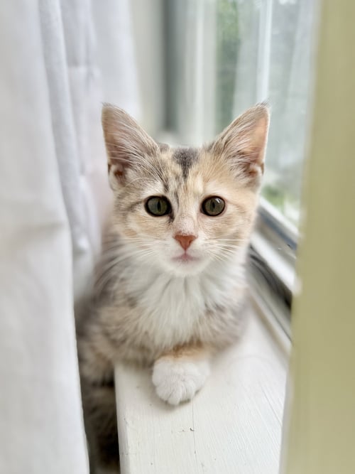MARIE - Domestic Short Hair available for adoption