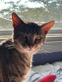 Munchkin - Photo 4