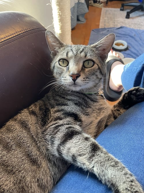 MUNCHKIN - Domestic Short Hair available for adoption