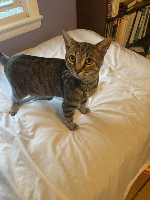 MUNCHKIN - Domestic Short Hair available for adoption