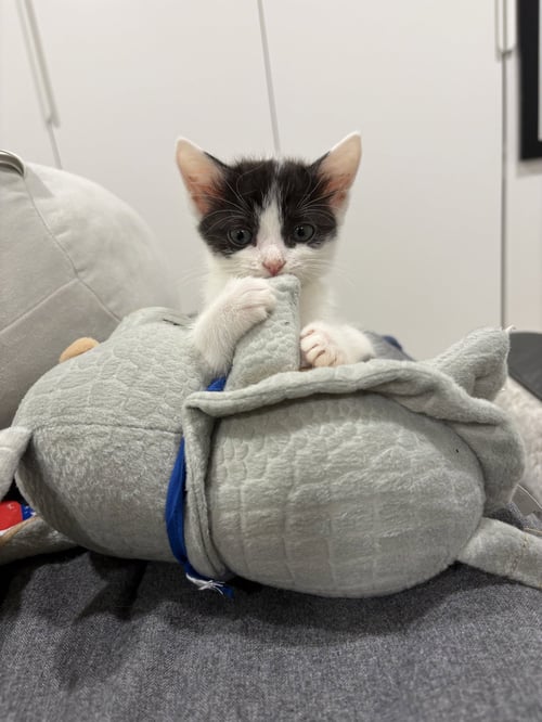 RIVER - Domestic Short Hair available for adoption