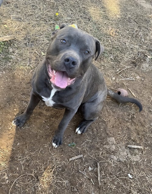 AERO  FEE SPONSORED - Staffordshire Bull Terrier available for adoption