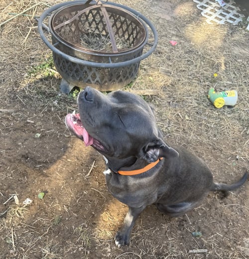 AERO  FEE SPONSORED - Staffordshire Bull Terrier available for adoption