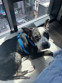 JumpyFEE SPONSORED  FOSTER HOME NEEDED - Photo 3