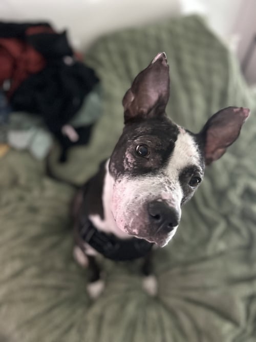 JUMPYFEE SPONSORED  FOSTER HOME NEEDED - Pit Bull Terrier available for adoption