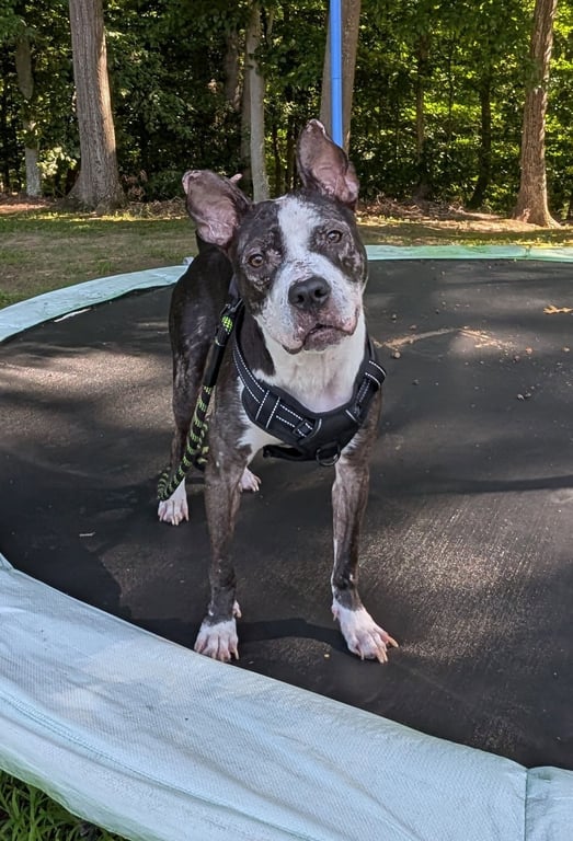 JumpyFEE SPONSORED  FOSTER HOME NEEDED Image