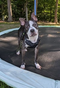 JumpyFEE SPONSORED  FOSTER HOME NEEDED - Photo 1