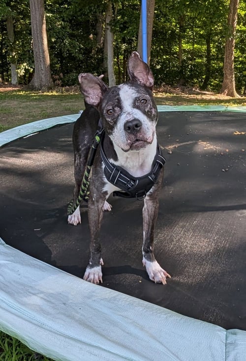 JUMPYFEE SPONSORED  FOSTER HOME NEEDED - Pit Bull Terrier available for adoption