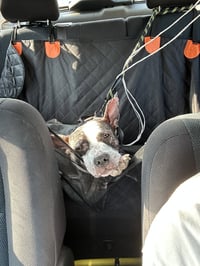 JumpyFEE SPONSORED  FOSTER HOME NEEDED - Photo 4