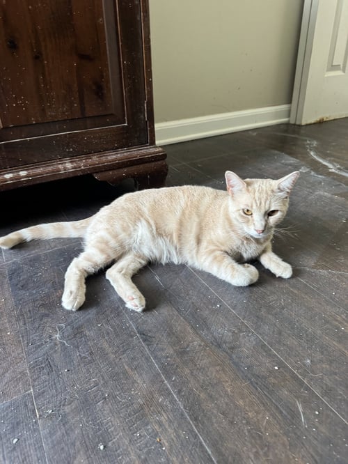 SUNNY - Domestic Short Hair available for adoption