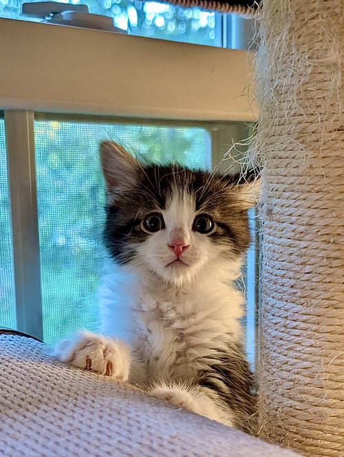 AQUILA - Domestic Medium Hair available for adoption
