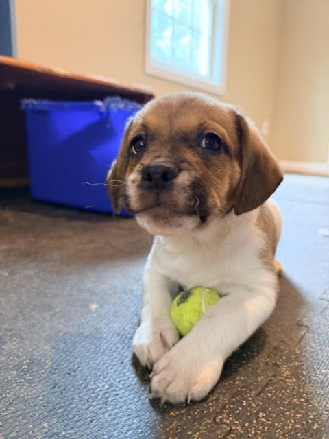 KOA - Beagle available for adoption