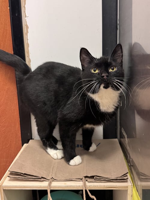 HARRIETTE - Domestic Short Hair available for adoption