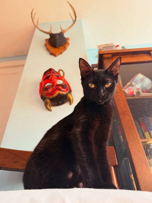 DOLLYWOOD - Domestic Short Hair available for adoption