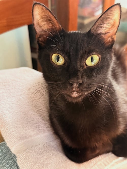DOLLYWOOD - Domestic Short Hair available for adoption