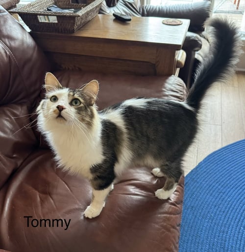 TOMMY (TOMORROW) - Domestic Medium Hair available for adoption